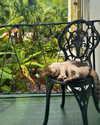 emmarose_xoxoxo Altpins Profile Picture