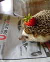 emmiencollins Altpins Profile Picture