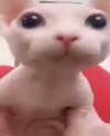 emobxtch420 Altpins Profile Picture