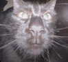 emobxtch420 Altpins Profile Picture