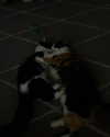 estr3iia Altpins Profile Picture