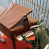 evilqueenlina Altpins Profile Picture