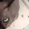 evilqueenlina Altpins Profile Picture