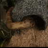 g4br111elle Altpins Profile Picture