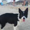 galibilaus Altpins Profile Picture