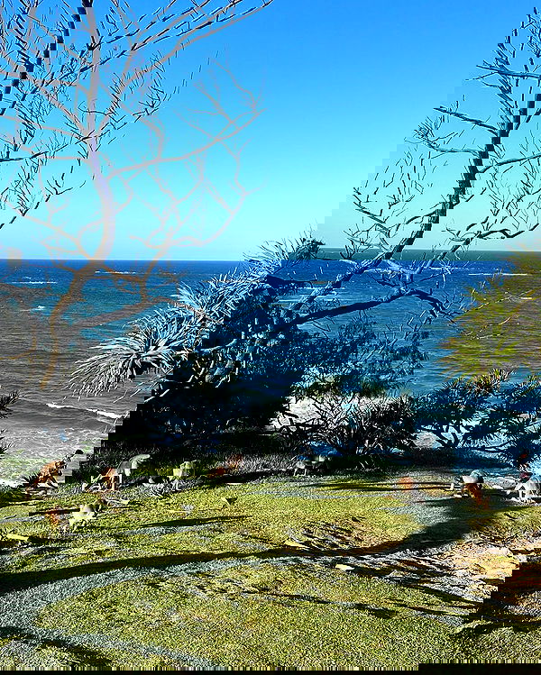 giangg._ giangg._ archive image