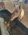 giuliahere Altpins Profile Picture