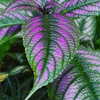 grin.andblairit Altpins Profile Picture