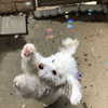 gutknot Altpins Profile Picture