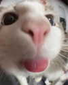 gutknot Altpins Profile Picture