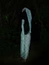 gutknot Altpins Profile Picture