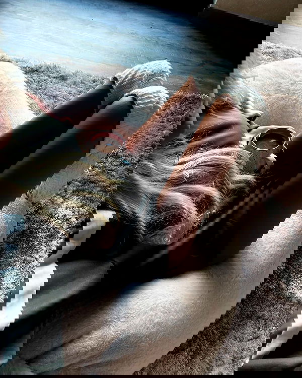 gwendolynceline image ~ Altpins