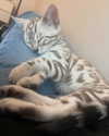 h0llyannabel Altpins Profile Picture