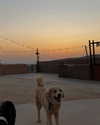hadas_mayer_ Altpins Profile Picture