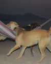 hadas_mayer_ Altpins Profile Picture