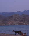 hadas_mayer_ Altpins Profile Picture