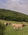hadas_mayer_ Altpins Profile Picture