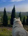 hadas_mayer_ Altpins Profile Picture