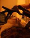 hadas_mayer_ Altpins Profile Picture