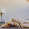 hadas_mayer_ Altpins Profile Picture