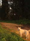 hadas_mayer_ Altpins Profile Picture