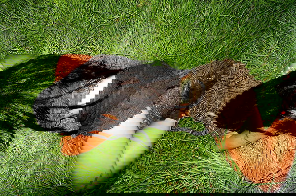 hanabellask8 hanabellask8 archive image