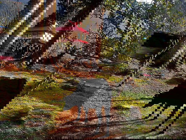 hanabellask8 hanabellask8 archive image