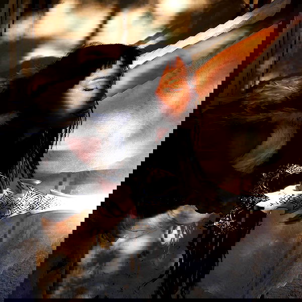 hanabellask8 hanabellask8 archive image