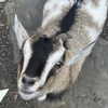 harumichx Altpins Profile Picture