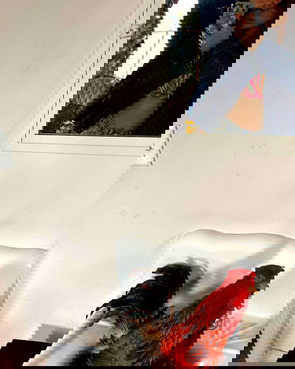 haylujan image ~ Altpins