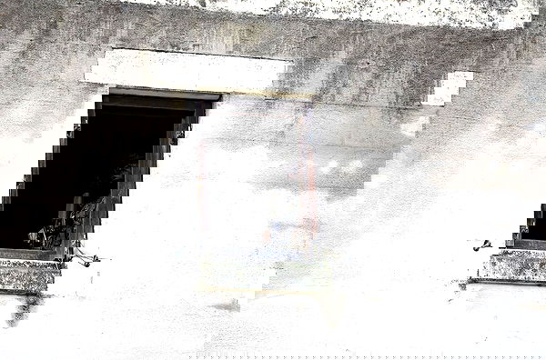 haylujan image ~ Altpins