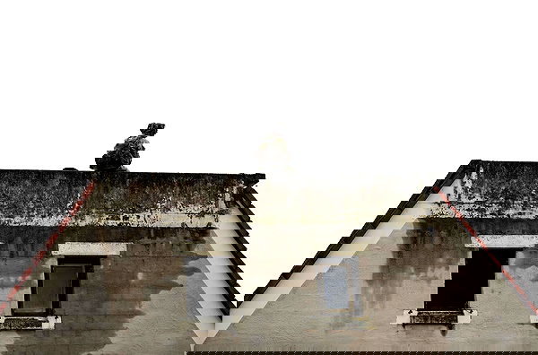 haylujan image ~ Altpins