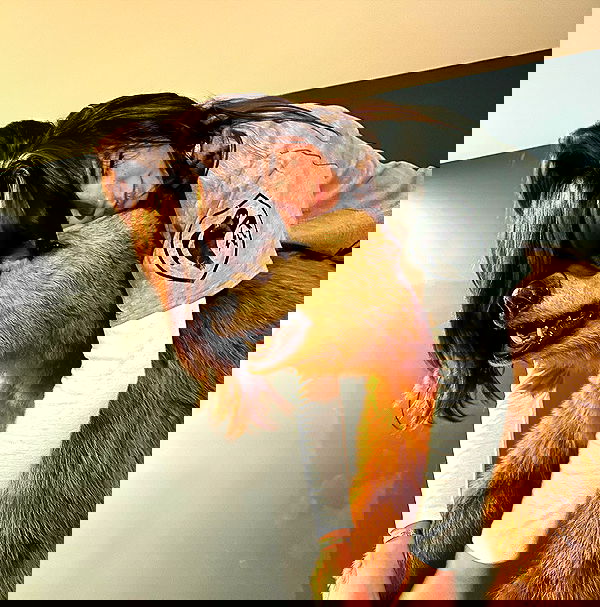 haylujan image ~ Altpins