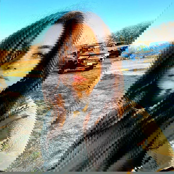 haylujan image ~ Altpins