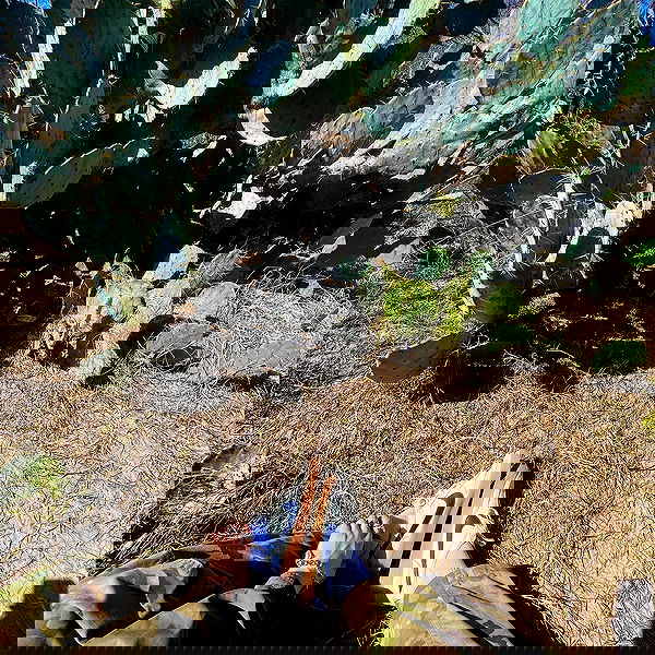 haylujan image ~ Altpins