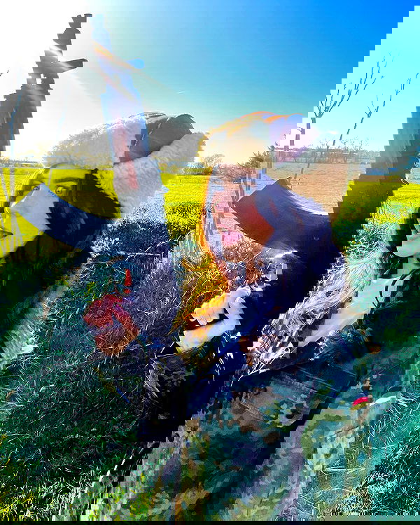 haylujan image ~ Altpins