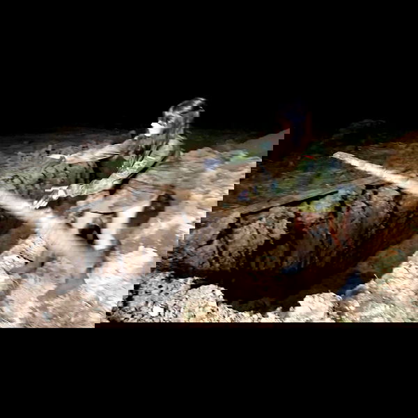 haylujan image ~ Altpins