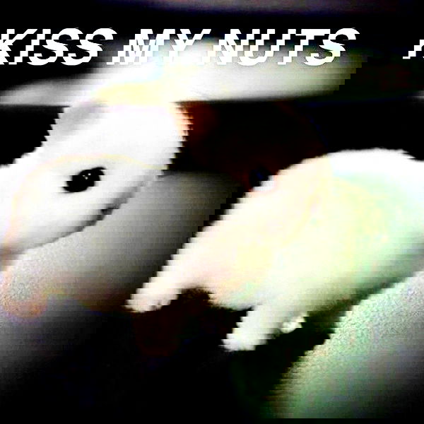 haylujan image ~ Altpins