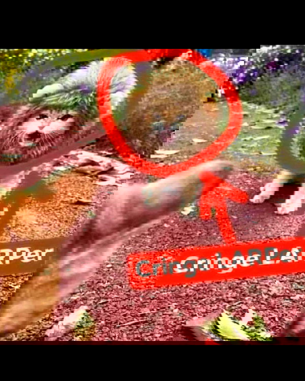 haylujan image ~ Altpins