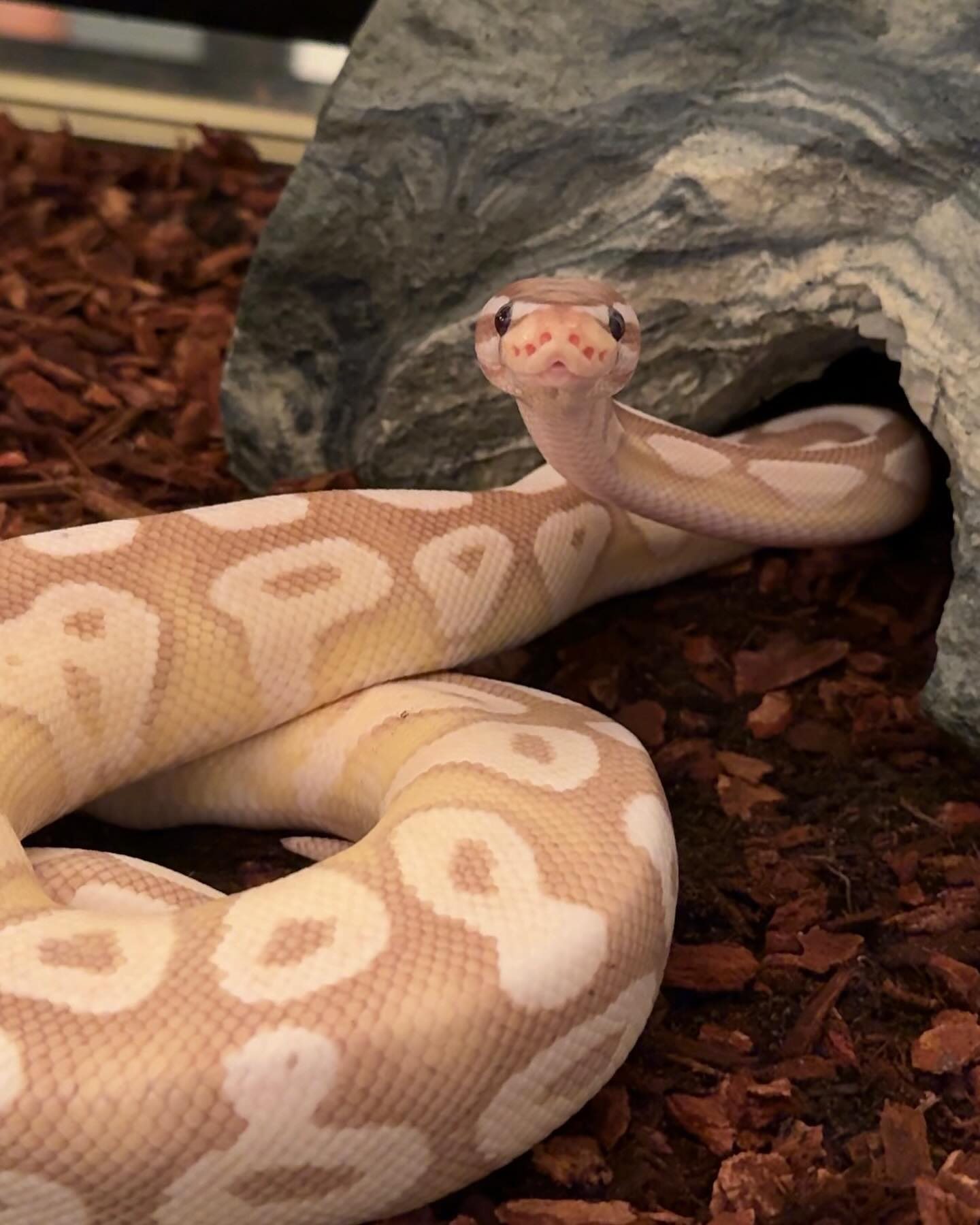 haylujan instagram image archive image