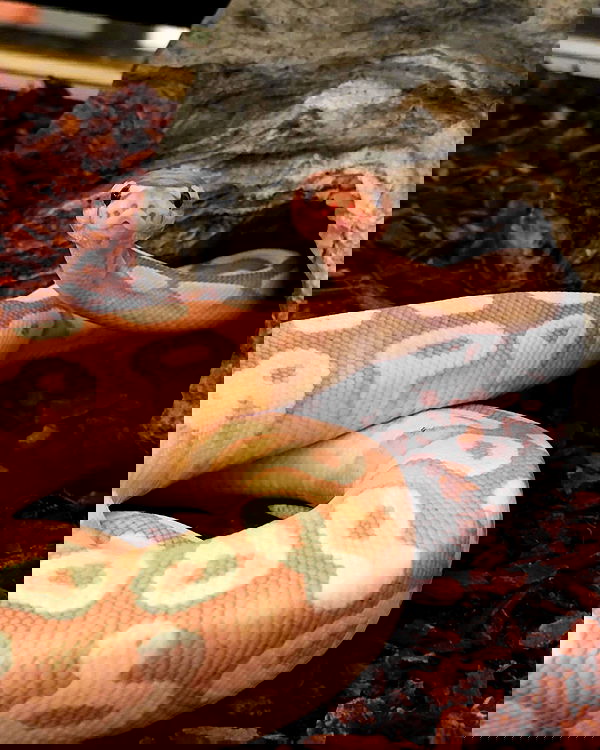 haylujan image ~ Altpins