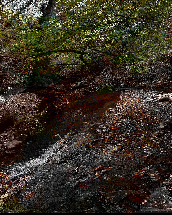 haylujan image ~ Altpins