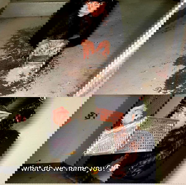 haylujan image ~ Altpins