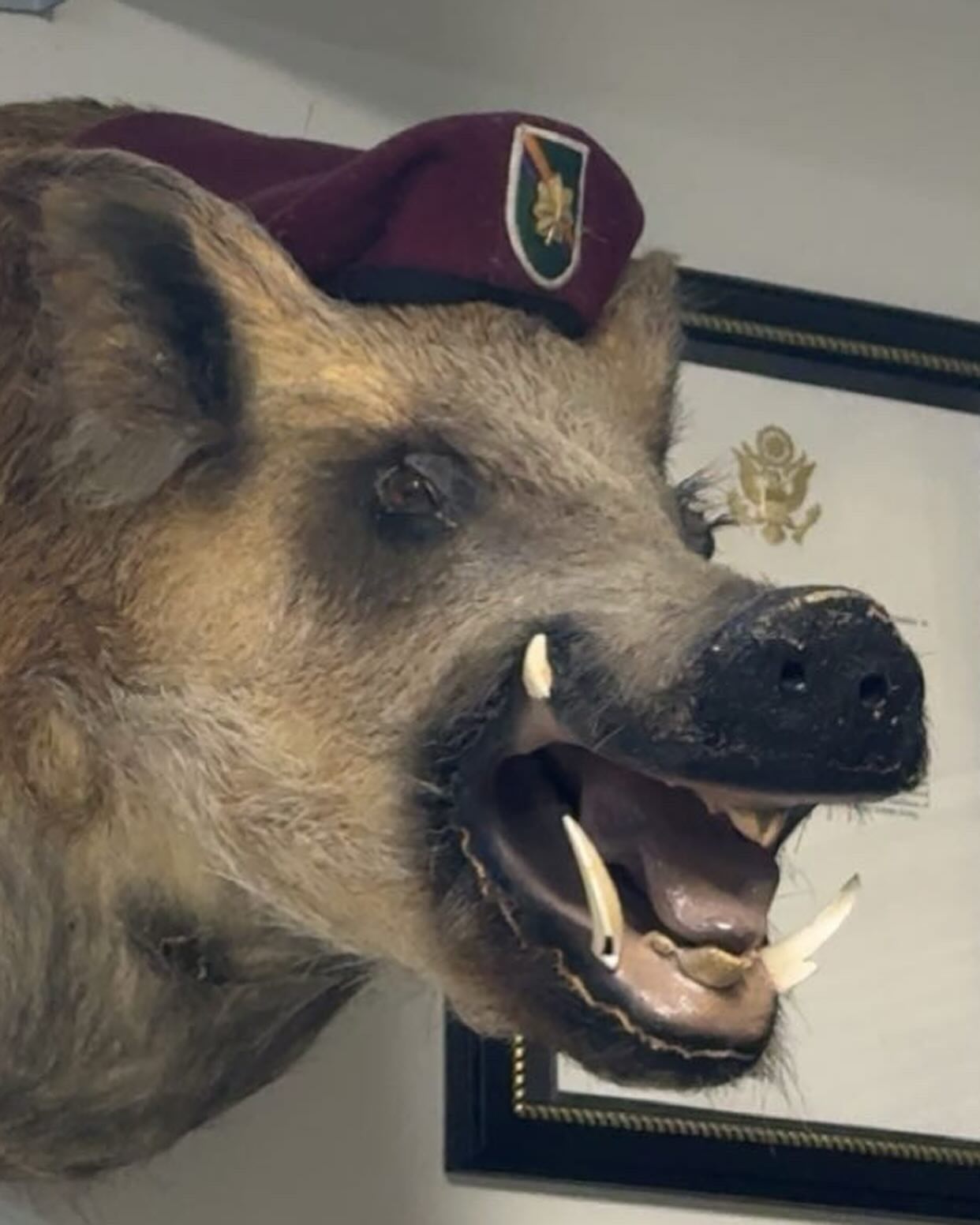 haylujan instagram image archive image