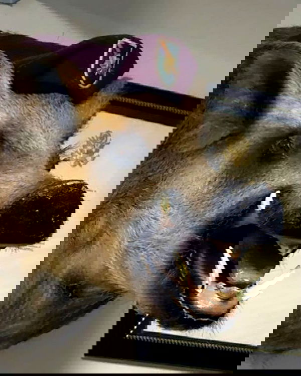 haylujan image ~ Altpins