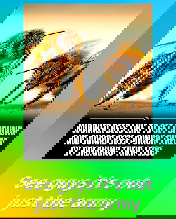 haylujan image ~ Altpins