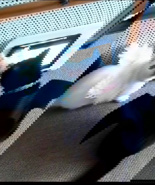 hellokittyangel666 hellokittyangel666 archive image