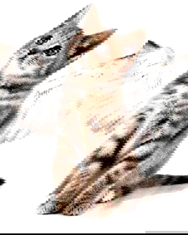 hellokittyangel666 hellokittyangel666 archive image