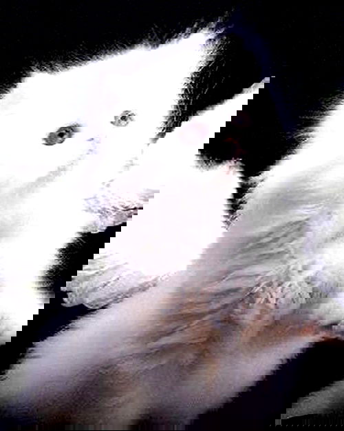 hellokittyangel666 hellokittyangel666 archive image