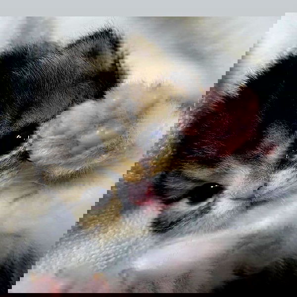 hellokittyangel666 hellokittyangel666 archive image